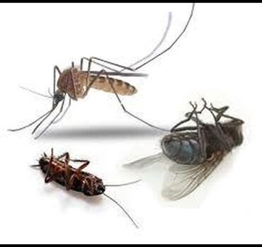 уничтожение клопов насекомых: Скидки!!! Уничтожение тараканов, клопов, (хлоп) блох клещей. С