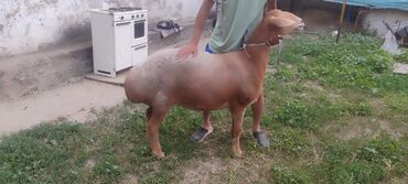 кремация животных бишкек: Продаю | Овца (самка)