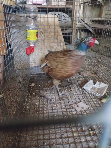 продажа цыплят в бишкеке: Продаю фазана на мясо