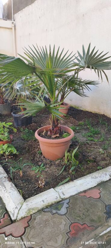 palma ağacı qiyməti: Palma agacları satıram,ünvan Buzovna qəsəbəsi,çox alan olsa endirim