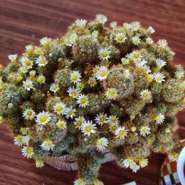 Otaq bitkiləri: Kaktuslar.artırmalarının qiymət 3manatdan başlayır.şəkildə olan güllər — 9