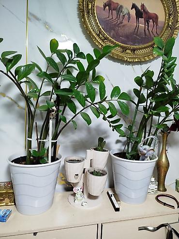 Денежное дерево: Замиокулькас (Zamioculcas zamiifolia) в декоративных горшках,2 горшка — 3