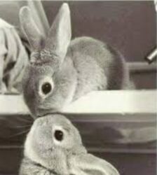 dovşan şəkilləri çəkmək: Dovsan balalaro topdan. Ve erkek boyuk dovsanlarda hemcinin