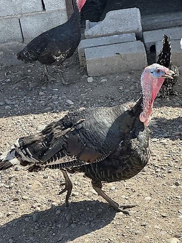 Птицы: Самки и самцы — 4