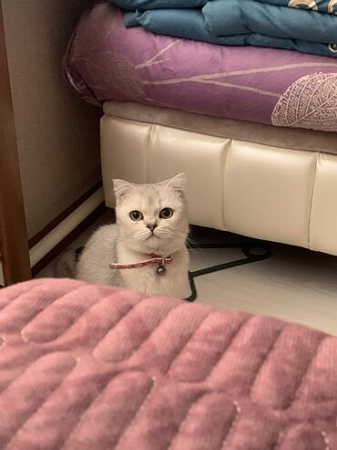 британская короткошерстная британская короткошерстная кошка: Отдам в добрые рукибританская вислоухая3 годаприучена к лотку