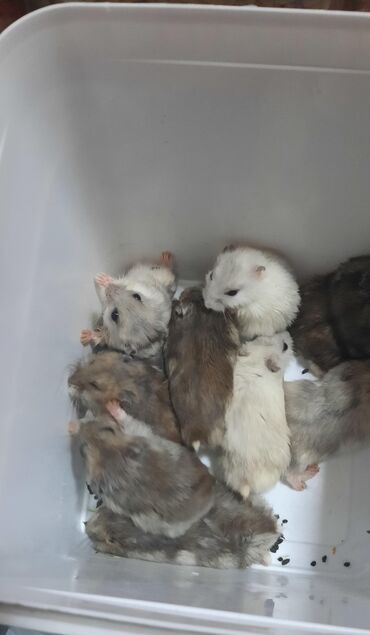 hamster kaç lira: Cunqariklər var satışda hər rəng
