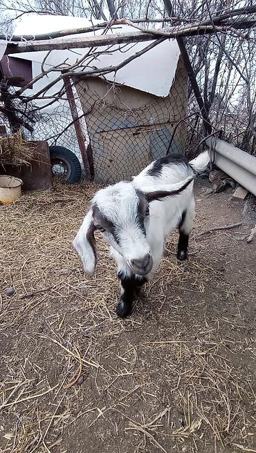 Козы, козлы: Продаю | Козлёнок | Для разведения at lalafo.kg — 4 Козы, козлы: Продаю | Козлёнок | Для разведения — 4