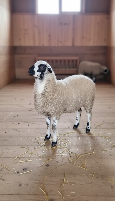 Qoyunlar, qoçlar: Qoyun. Toğlu Bu toğlu Dizi gözü qara sağlam damazliqa yararli sakit ev — 2