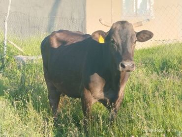 животные корова: Продаю | | Алатауская | Для разведения