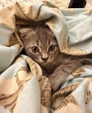 Кошки: Шотландская, Самка, Бесплатная доставка, Самовывоз — 5
