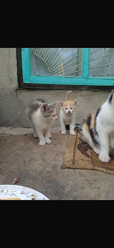 закрытый лоток: Котята домашние, помёт от трёхцветной кошки. Окрас разный: - чёрный — 3