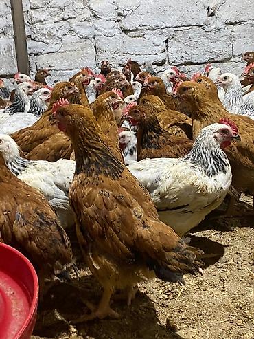 K/t heyvanları və malları: Toyuq cücələri, Ətlik, Ödənişli çatdırılma — 1