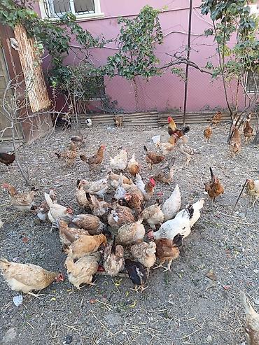 cucəsi: Toyuq, Yumurtalıq, Ünvandan götürmə — 1