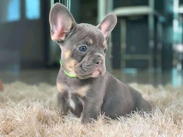 Beautiful French bulldog Puppies available for free adoption male