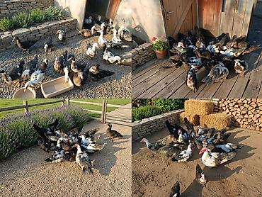 keci surusu: Qiymətdə razılaşa bilərik Muscovy (indi heyvan ördəyi) sürüsü – — 1