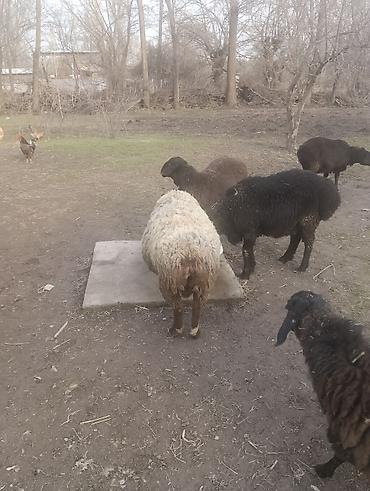 Баран, овца: Продаю | Овца (самка) | Для разведения | Матка — 2