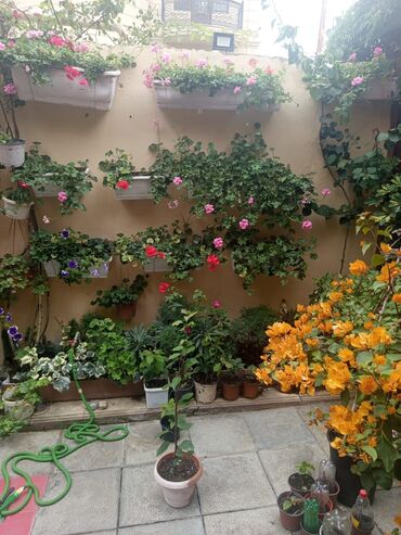 Otaq bitkiləri: Şefler ve her cür ev güllərin satışı mövcudu isdediyiniz gülün — 5