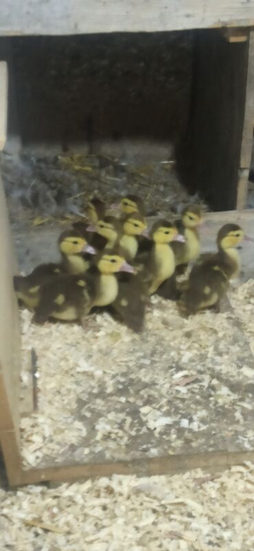 возьму породистого котенка в дар: Krasnadar sort ördək baları satılır at lalafo.az возьму породистого котенка в дар: Krasnadar sort ördək baları satılır