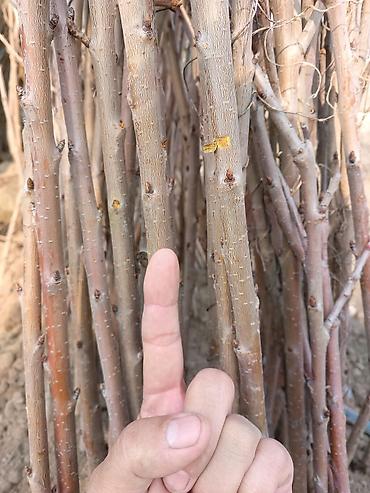 Малина: Малина — 5