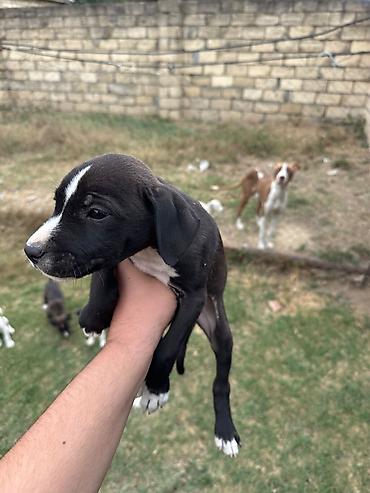 labrador it: Pitbul, 1 ay, Erkək, Pulsuz çatdırılma — 3