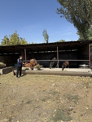 рассматриваю варианты: 🔥 СРОЧНО ПРОДАЁТСЯ ДОМ! 📍 Совхоз Ала-Тоо, рядом с Кок-Жаром 🏡 Удобная — 7
