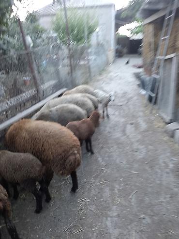 döş əti: Salam hərvaxtiniz xeyir 2 qoyun,2xam şişək,1dənədə 8 aylıq qala qoç,5 — 3