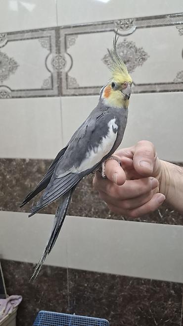 amadin qusu: Karela (cockatiel) quşları satılır. 1 cüt (erkək və dişi, 1 yaş) + 2 — 4