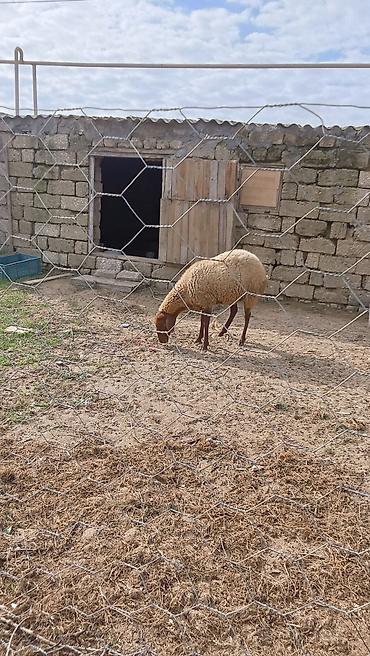 Рогатый скот: Qoyun – yerli təsərrüfatdan 2 AYLIQ boğaz du 3 cu qarnidi Cavan — 3