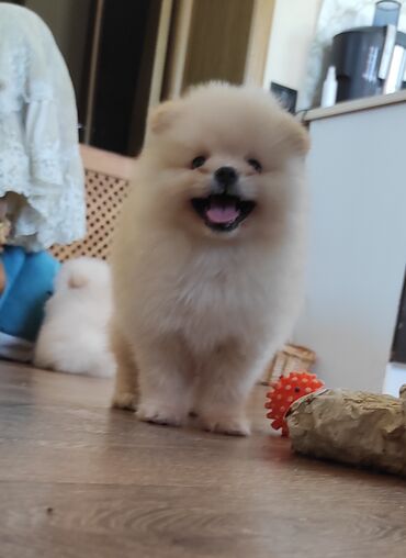 pomeranian spitz qiymeti: Şpitz, 2 ay, Erkek, Peyvəndli, Ünvandan götürmə