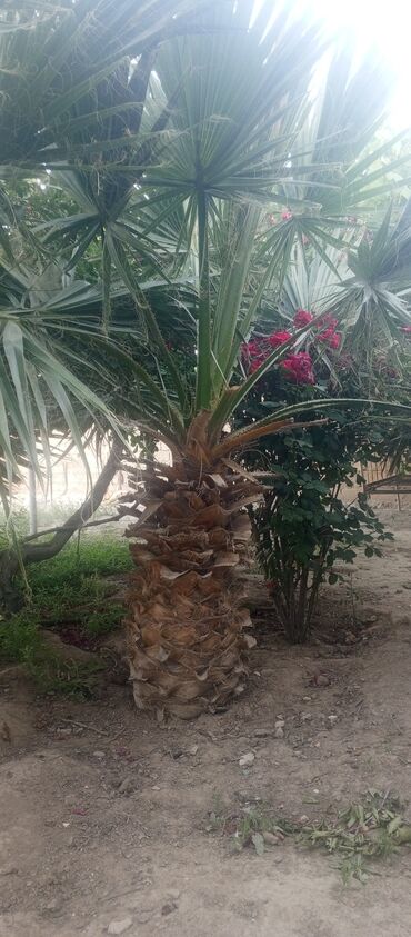 kala bitkisi: Palma