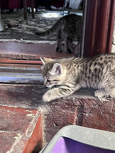 Продажа кошек: Беспородная, 2 месяца, Мальчик, Приучена к лотку, Проглистована — 6