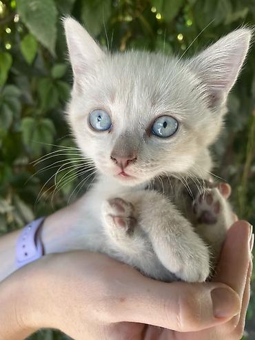 кошка регдолл: Отдаю котят в хорошие руки,добрые игривые,ласковые,к лотку — 6