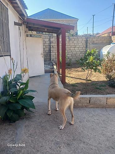 İtlər: Peyvəndli — 2