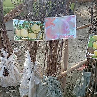 Яблоня: Саженцы плодовых культур — ассортимент сортов Предлагаются саженцы — 1