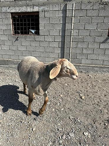 Баран, овца: Продаю | Баран (самец) | Арашан | Для разведения — 4