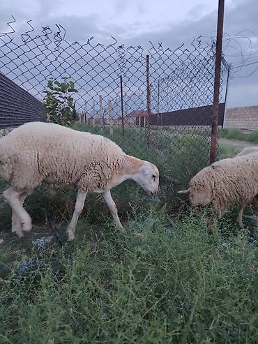 damazlıq heyvanların satışı: Erkək toğulu damazlıq Tatal sortu - Növ: yerli ətlik/şişlik tipli — 1