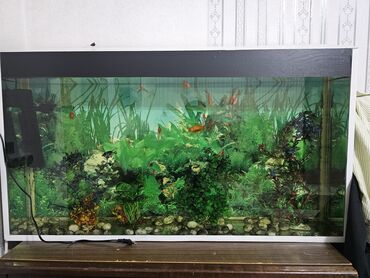 Akvariumlar: Akvarium satılır otları və daşları ilə birlikdə. 150lt su tutur