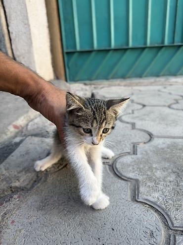 кошка белый: Кошка даром: Беспородная, 1 месяц, Мальчик, Приучена к лотку — 3