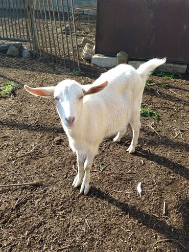 Keçi, çəpiş: Salam.keçilər satıram 5dənədir hamsı bir yerdə kom satılır — 7