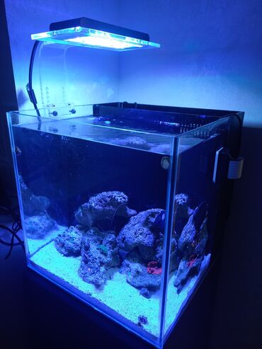 Akvariumlar: Mebel tumbasi ilə, 40*40*40 ölçüdə nano kub, samp filtrasiya, led
