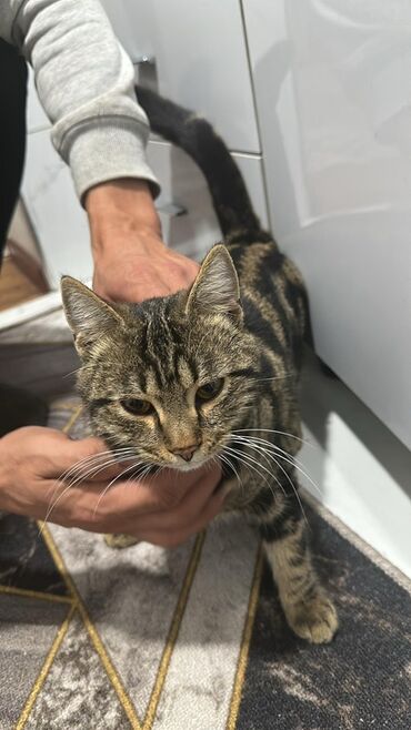 пушистик байла: Бенгальская, 10 месяцев, Мальчик