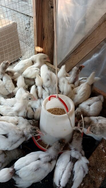 pomeranian itleri qiymeti: Toyuq, Australorp, Damazlıq, Ünvandan götürmə, Pulsuz çatdırılma, Ödənişli çatdırılma