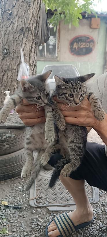 Мышыктар: Котята-полосатики, домашние. Возраст на фото — примерно 2–3 месяца — 3
