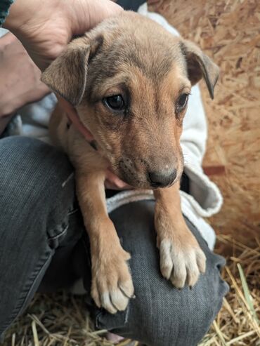 Отдам даром собаку: Щенки метисы, короткошёрстные, среднего предполагаемого размера. Окрас — 9