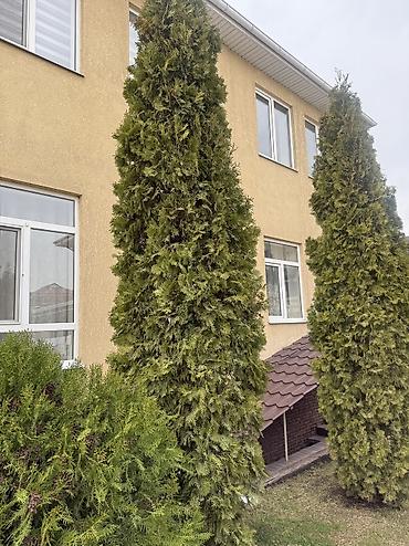 Ель: Продаю Ели голубые от 2-4 метров, колоновидные туи 4 метровые: густые — 31