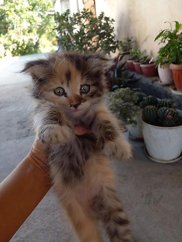 үй жаныбарлар: БЕСПЛАТНО!!! МАМА ШОТЛАНДСКАЯ ВИСЛОУХАЯ!!! Котята, помёт из нескольких — 3