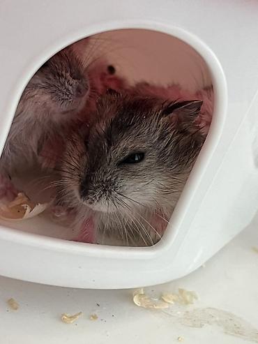 ev itləri balaca: Cırtdan hamsterlər – ailələrlə və sakit mühitlə uyğun ev heyvanları - — 2
