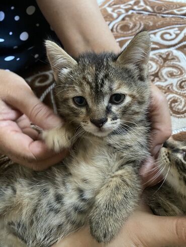 отдам котят: Котята тигрового окраса - Порода: домашние короткошёрстные - Окрас