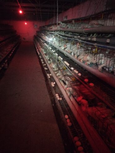 Сельхоз предприятия: Продаю Птицеферма, 10 соток, Действующий, С оборудованием, Электричество, Канализация, Отопление — 5