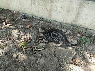 Pişiklər: Benqal, Yaxşı əllərə — 1
